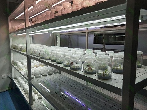 广宁植物组织培养实验室设计建设方案